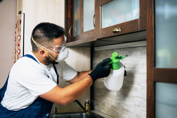 Best Wasp Removal Services  in Elbow Lake, MN