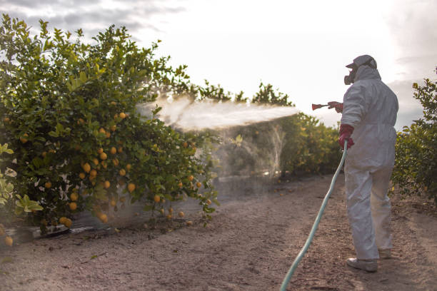 Best Affordable Pest Control Services  in Elbow Lake, MN
