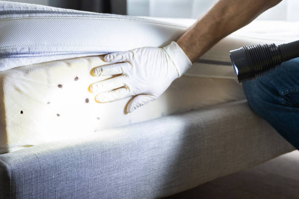Best Wildlife Control Services  in Elbow Lake, MN