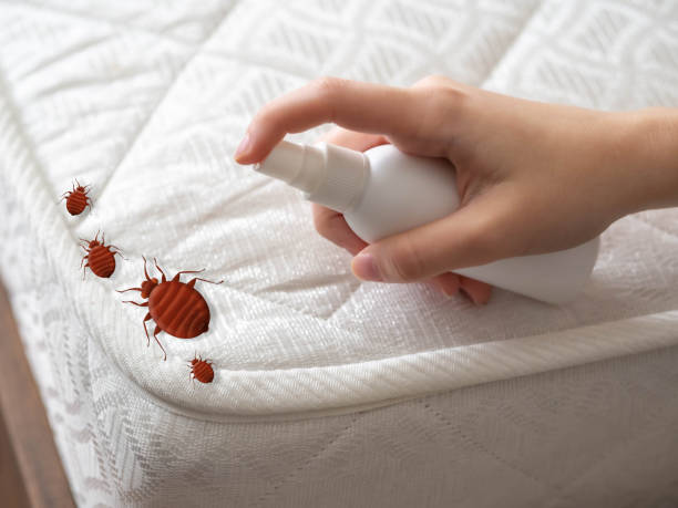 Best Local Pest Control Services  in Elbow Lake, MN