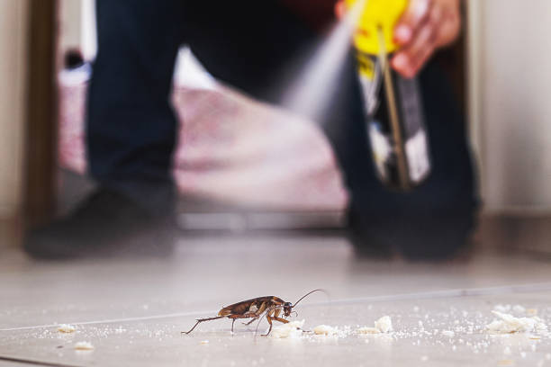 Best Pest Removal Services  in Elbow Lake, MN