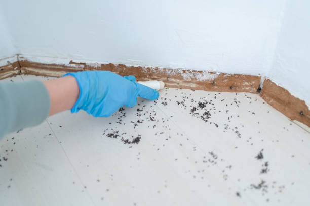 Best Termite Control Services  in Elbow Lake, MN